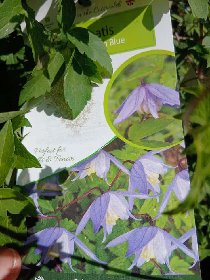 Clematis alpina Bredon Blue