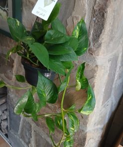 Scindapsus