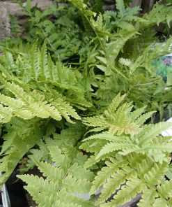 Matteuccia struthiopteris - 2 litre