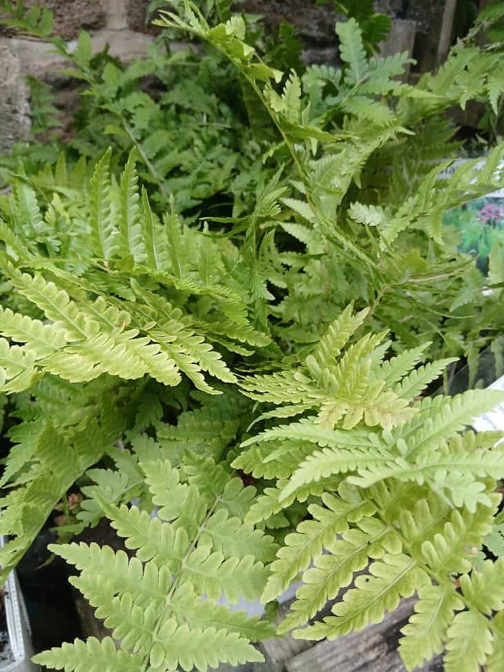 Matteuccia struthiopteris - 2 litre