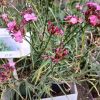 Dianthus Carthusianorum