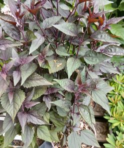Eupatorium rugosum Chocolate - 2 litre