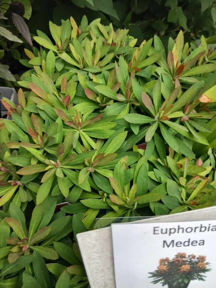 Euphorbia x martinii Medea