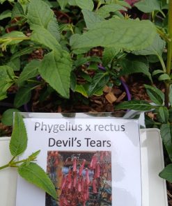 Phygelius x rectus Devil's Tears - 1 litre