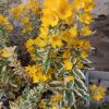 Lysimachia punctata Alexander