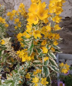 Lysimachia punctata Alexander