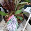 Penstemon DAKOTA Burgundy - 2 litre