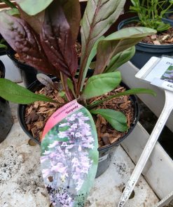 Penstemon DAKOTA Burgundy - 2 litre