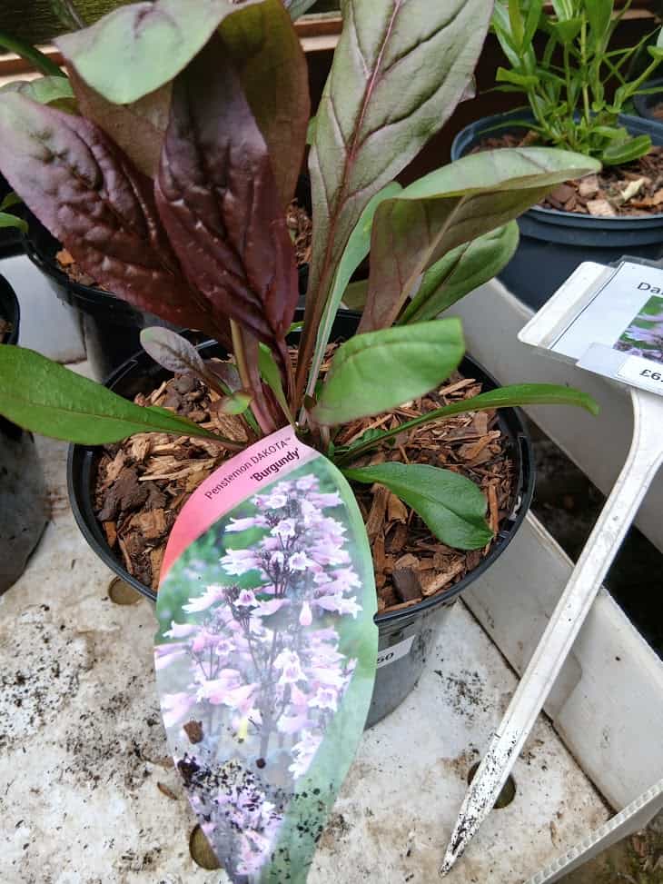 Penstemon DAKOTA Burgundy - 2 litre